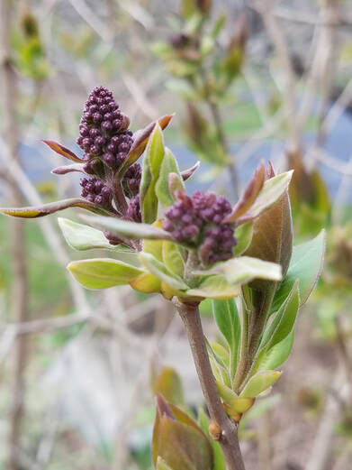 Developing lilac buds