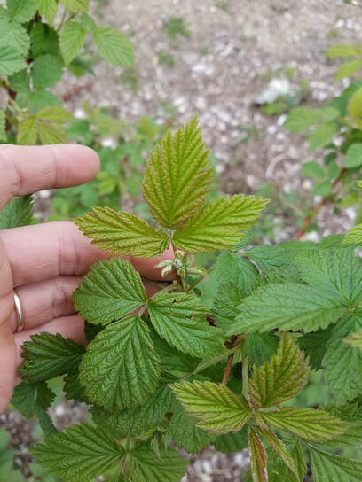 Raspberry developing buds