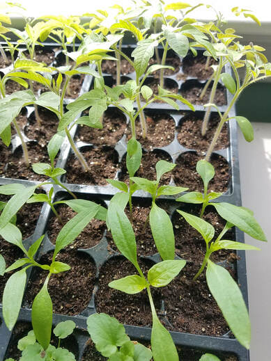 Tomato and pepper plant starts