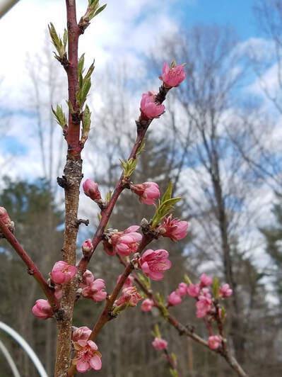 Peach tree in blossom